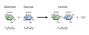 Preview of Lactose Formation. Glycosidic Bond Formation From Glucose And Galactose.