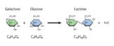 Lactose Formation. Glycosidic Bond Formation From Glucose 