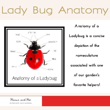 Preview of Lady Bug Anatomy