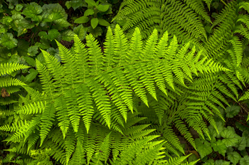 Preview of Lady Fern (Athyrium filix-femina) horizontal view stock photo