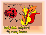Ladybird, ladybird fly away home. Song / simple percussion