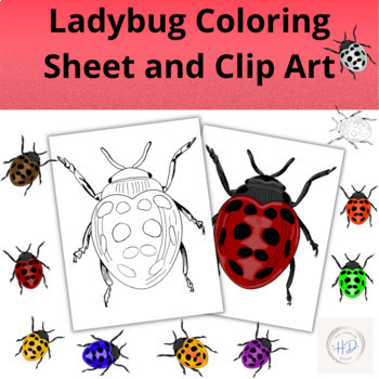 Preview of Ladybug/ Beetle Coloring Sheet and Clip Art