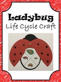 Ladybug Life Cycle Craft