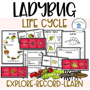 Preview of Ladybug Life Cycle Activities and Worksheets