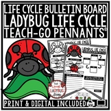 Ladybug Life Cycle Activity Science Bulletin Board, Bugs I