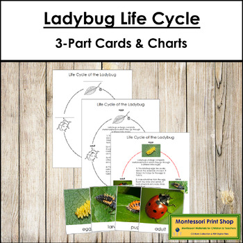 Ladybug Life Cycle Cards and Charts by Montessori Print Shop | TpT