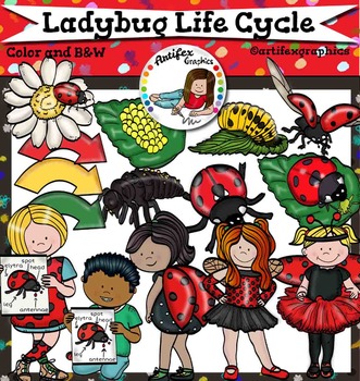 Preview of Ladybug Life Cycle Clip Art-Color and B&W-40 items!