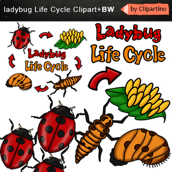 Preview of Lady bug Life Cycle Clip art Commercial use