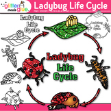 Ladybug Life Cycle Clipart Images: Bugs & Insects Clip Art
