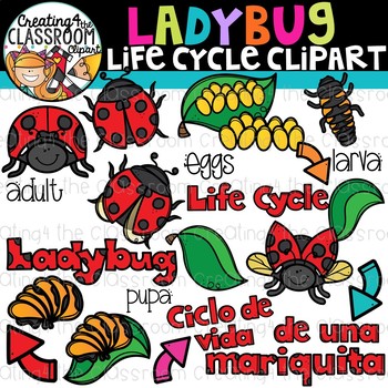 Preview of Ladybug Life Cycle Clipart {Life Cycles Clipart}