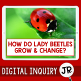 Ladybug Life Cycle Digital Inquiry Jr.  |  Complete Metamo