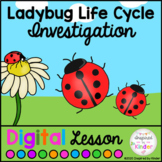 Ladybug Life Cycle | For Google Slides™ | Distance Learning