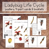 Ladybug Life Cycle Pack