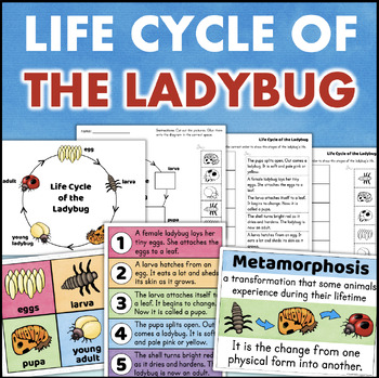 Preview of Life Cycle of a Ladybug Posters and Worksheets Science