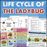 Life Cycle of a Ladybug Posters and Worksheets Science