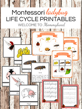 Preview of Ladybug Life Cycle Printables