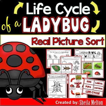 Preview of Ladybug Life Cycle Printables, Activities, Picture Sorts, Science Notebook