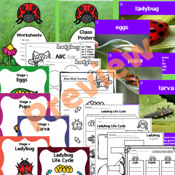 Ladybug Life Cycle-Science Made Fun-Kinder/First Grade Edition | TpT
