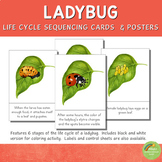 Ladybug Life Cycle Sequencing Cards and Posters