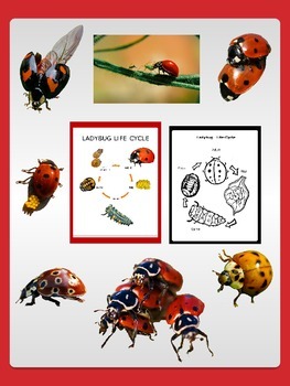 Preview of Ladybug Life-Cycle Sheets with Freebie Ladybug Clip Art Commercial OK