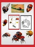 Ladybug Life-Cycle Sheets with Freebie Ladybug Clip Art Co