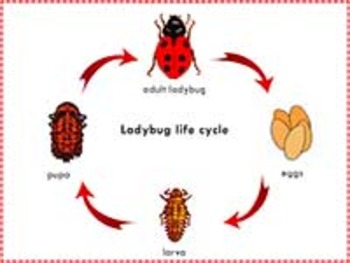 Ladybug Life Cycle: Three Part Cards by Green Tree Montessori Materials