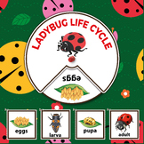 Ladybug Life Cycle Worksheet - Fun Kids Exploration