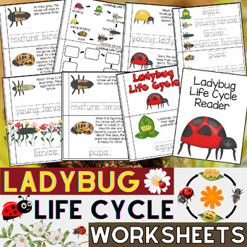 Preview of Ladybug Life Cycle Worksheets | All About Ladybugs | Spring Science Activities