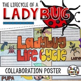 Ladybug Life Cycle Activity: Collaborative Research Poster