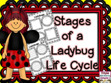 Ladybug Lifecycle/Stages of a Ladybug Lifecycle