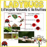 Ladybug Life Cycles for 3K, Pre-K, Preschool, & Kindergarten