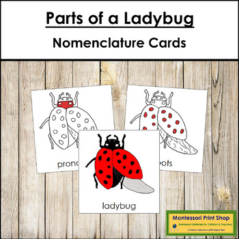 Parts Of A Ladybug Teaching Resources | Teachers Pay Teachers