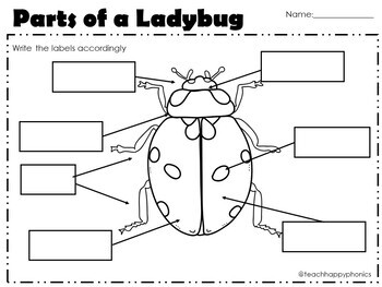 Ladybug Writing Activity with Informative Prompt & Graphic Organizers