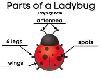 Ladybug Writing and Labeling- Informative (Have Can Are) Anchor Charts Bugs