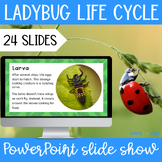 Ladybug life cycle PowerPoint Presentation Slide Show