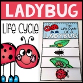 Ladybug life cycle flip book