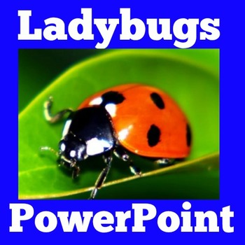 Preview of INSECTS BUGS LADY LADYBUGS Activity PowerPoint SCIENCE Lesson 1st 2nd Grade