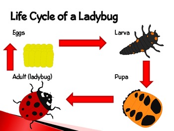 Ladybugs ~ An Interactive PowerPoint Presentation of their Life Cycle