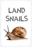 Land Snails