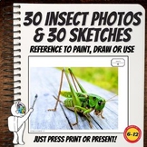 Insect Photos & Sketches, Art Reference, PDF, Middle Schoo