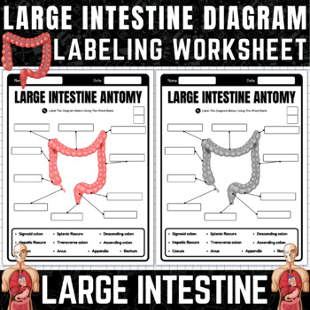 Large Intestine Labeling Worksheet Anatomy of the Large Intestine
