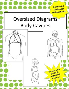 Preview of Large Oversized Body Cavities Diagrams | No Prep