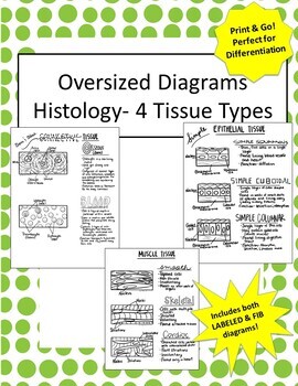 Preview of Large Oversized Histology Tissue Diagrams | Great for Differentiation