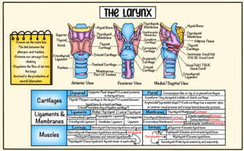 Preview of Larynx Anatomy