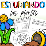 Las plantas en español l Plants in Spanish | experimento |