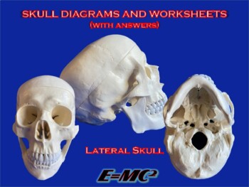 Preview of Lateral Skull Worksheet