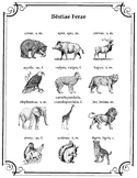 Latin Animal Vocabulary