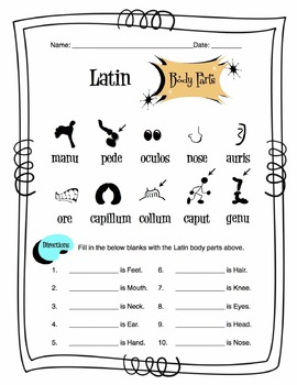 Body Parts In Latin 5