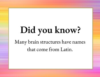 Preview of Latin Names of Brain Structures - Latin in Neuroscience