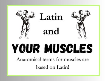 Preview of Latin Names of Muscles - Latin in Anatomy